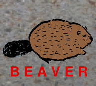 beaver text // 1500x1346 // 464.8KB