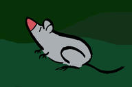 mouse rat // 1500x988 // 66.5KB
