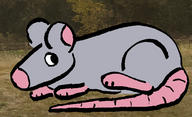 mouse rat // 1500x914 // 297.1KB
